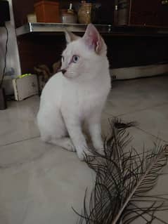 siamiese kitten for sale 0