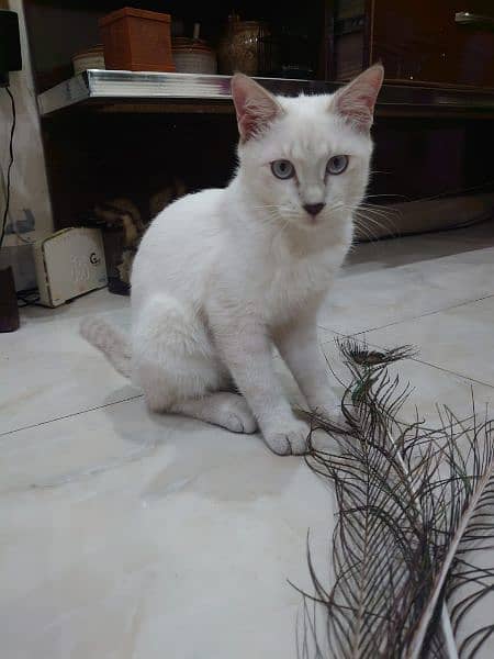 siamiese kitten for sale 2