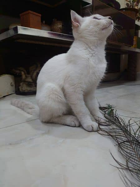 siamiese kitten for sale 4