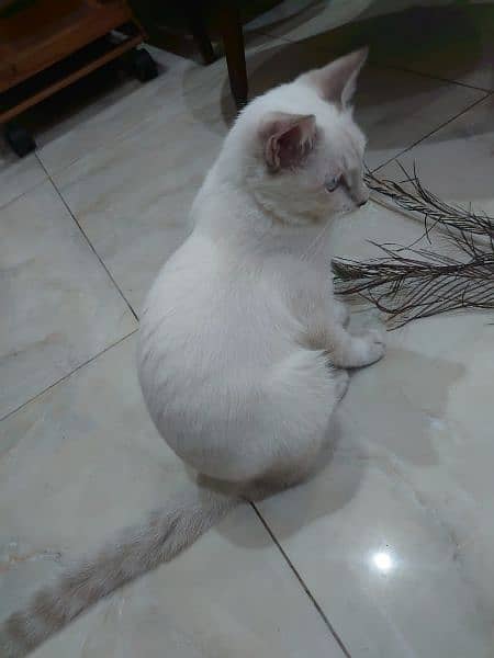 siamiese kitten for sale 5