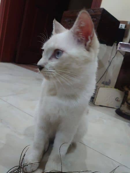 siamiese kitten for sale 7