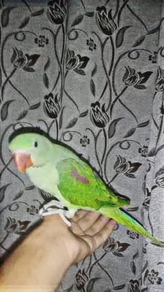 Jambo size raw baby parrot for sale fully tame and friendly