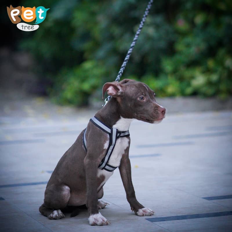 American Pitbull Staffordshire Terrier Female Puppy 2