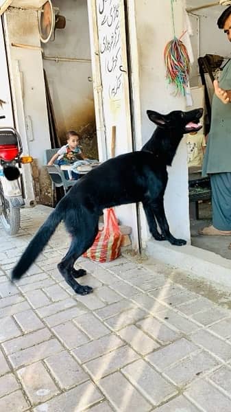 Black German Shepherd Male. 1