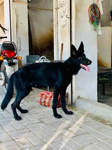 Black German Shepherd Male. 3