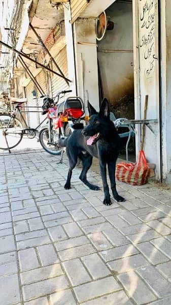 Black German Shepherd Male. 4