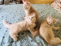 Persian Kittens