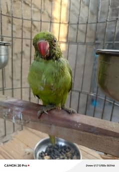 Green perrot 6 Mnth. .