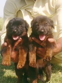 Germen shepherd puppies for sale