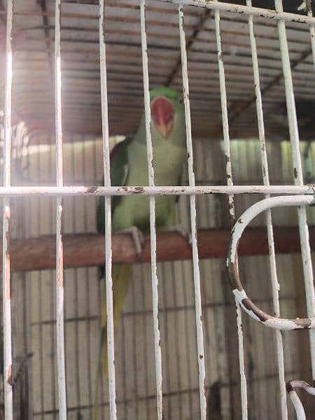 Raw parrots Breeder pair. 1