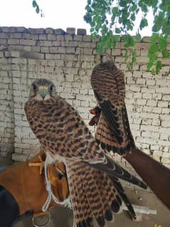 beautiful pair bird