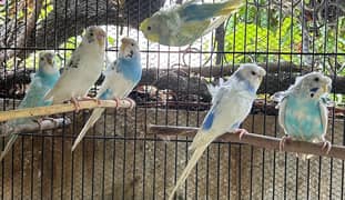 hogoromo budgies parrots