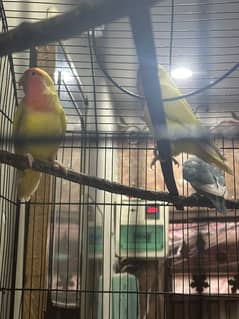 parit  for sale 2 pair pinjra Sath hai