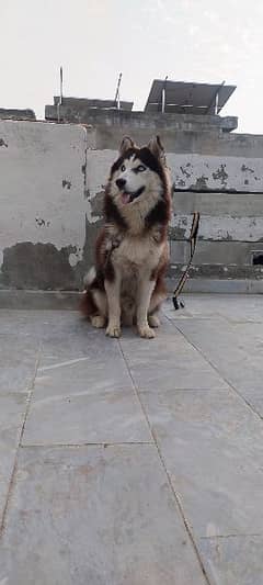 husky dog male wooly coat