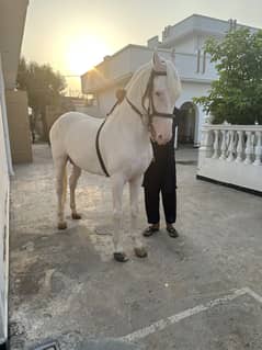 Duo horses for sale nukra and mushka