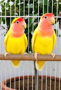 "Healthy Lutino Lovebirds Breeding Pair – Vibrant & Ready for New Home