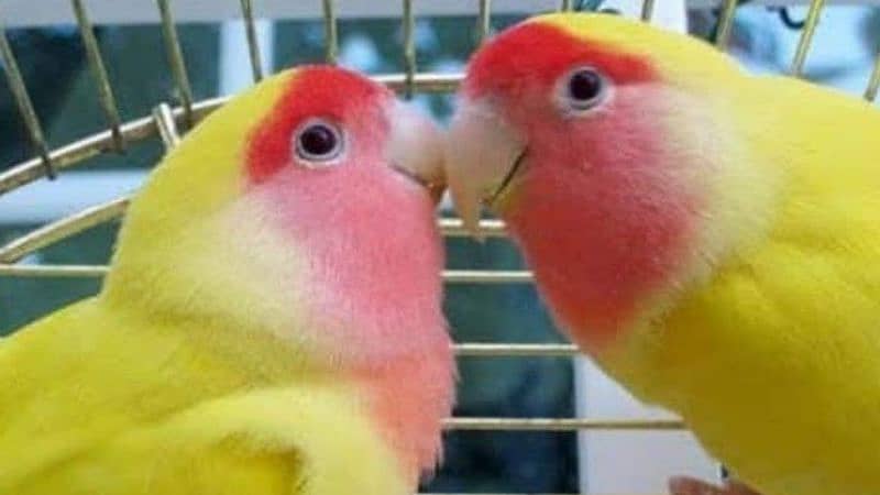 "Healthy Lutino Lovebirds Breeding Pair – Vibrant & Ready for New Home 1