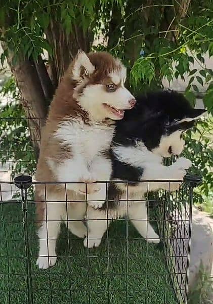 Siberian husky Pair 0