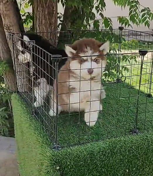 Siberian husky Pair 1