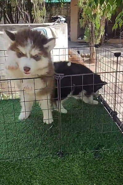 Siberian husky Pair 2