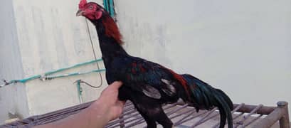 Aseel hens for sale