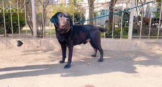 pitbull & labrador female required for stud