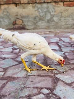 pure Desi heera homebreed chickens available. single and pair for sale