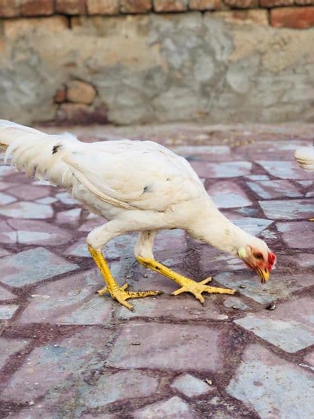 pure Desi heera homebreed chickens available. single and pair for sale 0