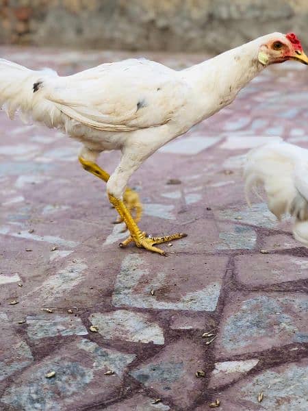 pure Desi heera homebreed chickens available. single and pair for sale 1