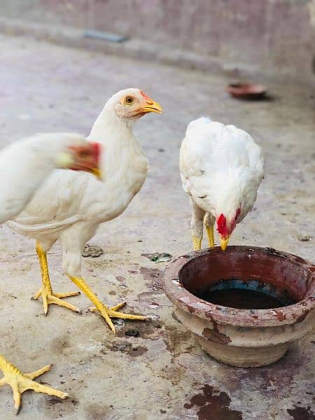 pure Desi heera homebreed chickens available. single and pair for sale 2