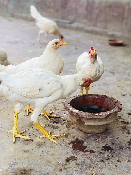 pure Desi heera homebreed chickens available. single and pair for sale 4