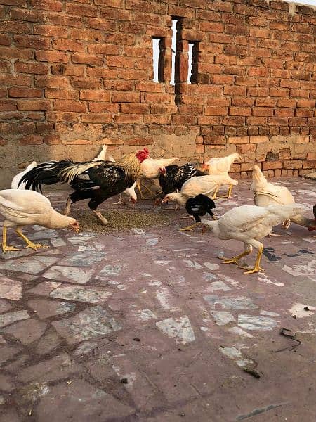 pure Desi heera homebreed chickens available. single and pair for sale 5