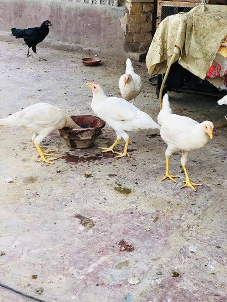 pure Desi heera homebreed chickens available. single and pair for sale 7