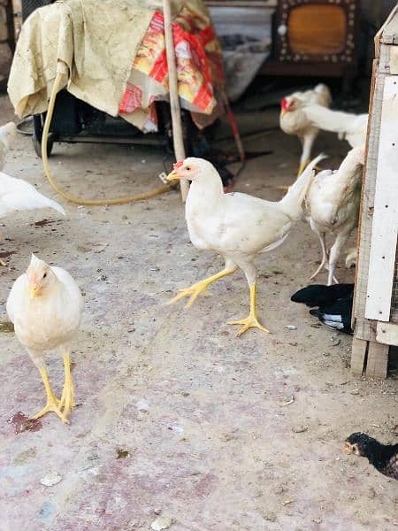 pure Desi heera homebreed chickens available. single and pair for sale 8