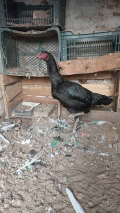 Aseel Hen For Sale