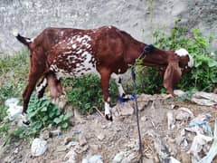 Dodh dene wali bakri for sale