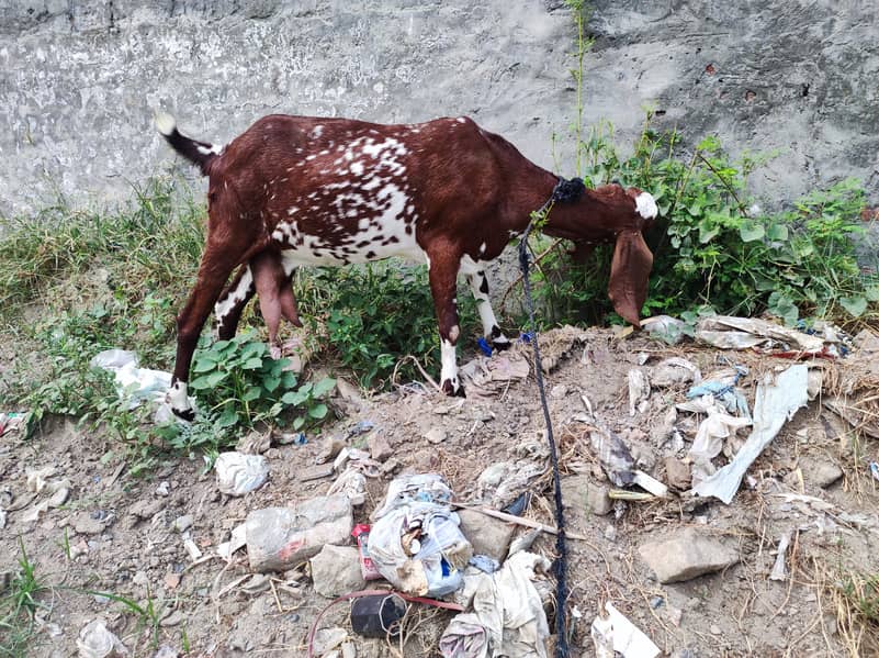 Dodh dene wali bakri for sale 1