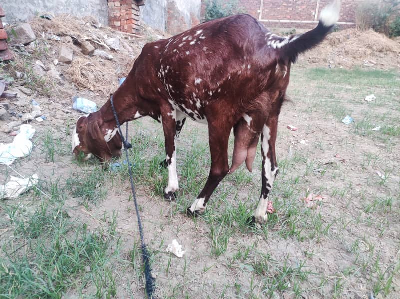 Dodh dene wali bakri for sale 2