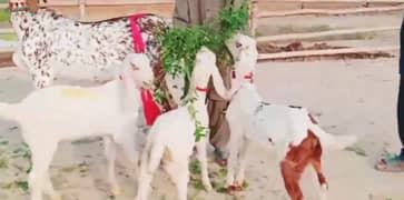 desi gulabi bakri 3 bacho wali whtsp 0347,,7188,,683