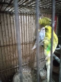 BUDGIES FOR SALE