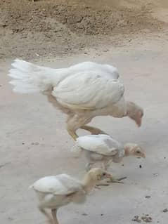 white aseel hen with 4chikes 45 days old