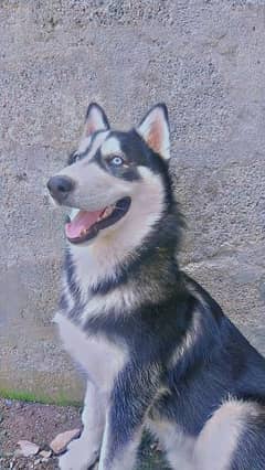 young Siberian husky