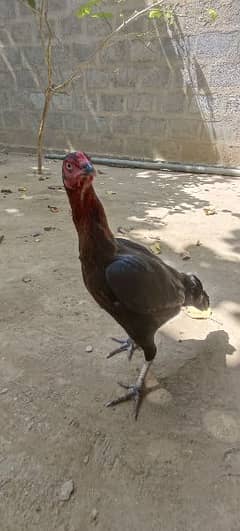 aseel mianwali hen/murghi