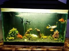 2.5ft Aquarium For Sale Only Serious Buyer Contact