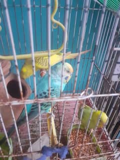 budgie