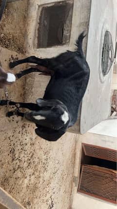 Bakri For Sale