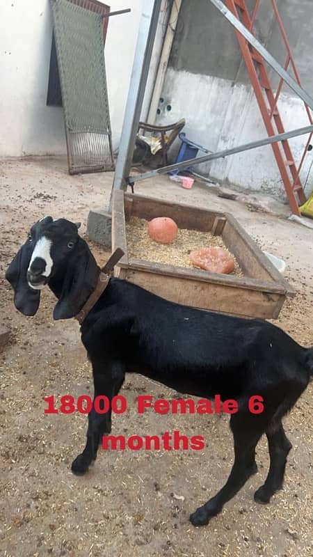 Bakri For Sale 4