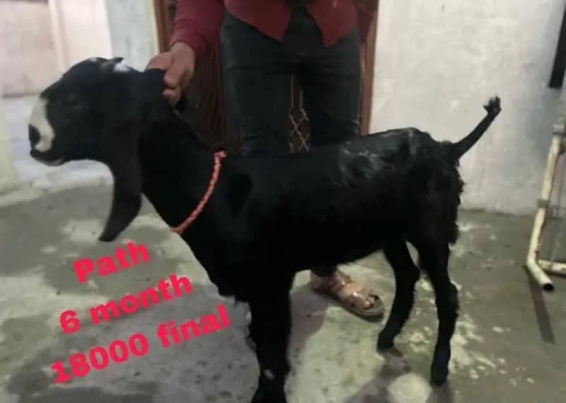 Bakri For Sale 6