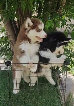 Siberian husky Pair