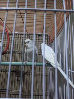 Albino red eyes breeding pair And TCB breeding pair